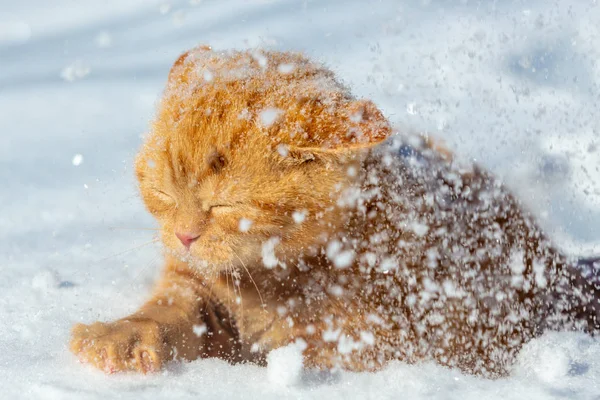 冬天下雪时 红猫在大雪中散步 — 图库照片
