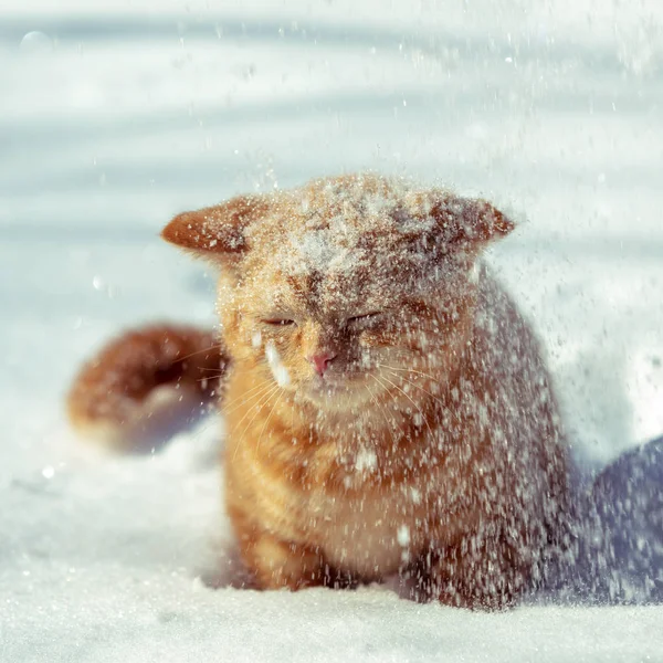 Kışın Kar Yağarken Kırmızı Kedi Karda Yürür — Stok fotoğraf