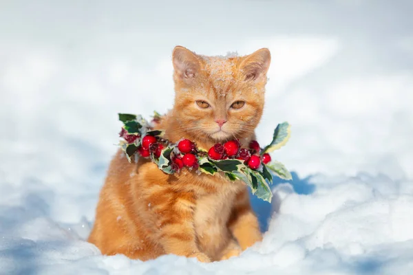 Malé Červené Koťátko Vánočním Věšáku Sedí Zimě Sněhu — Stock fotografie