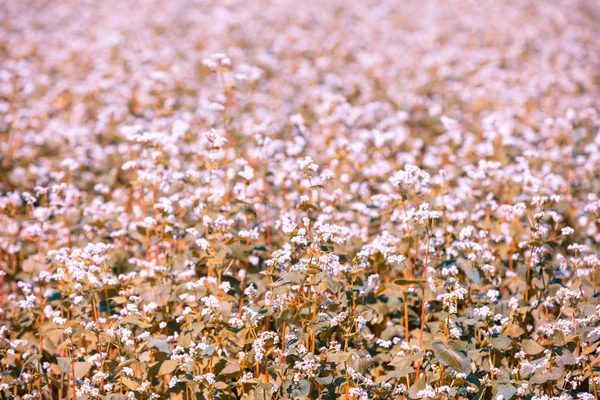 Blommande Bovetefält Solig Dag Naturbakgrund — Stockfoto
