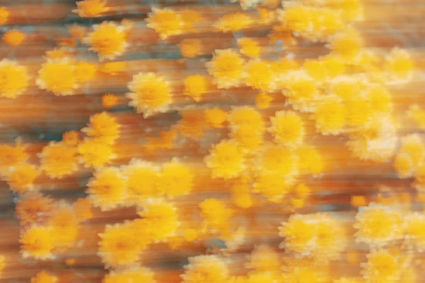 Fond Abstrait Nature Florale Effet Mouvement Texture Fleur Jaune Concept — Photo