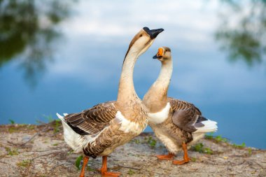 İki kaz göl kıyısında geziniyor.