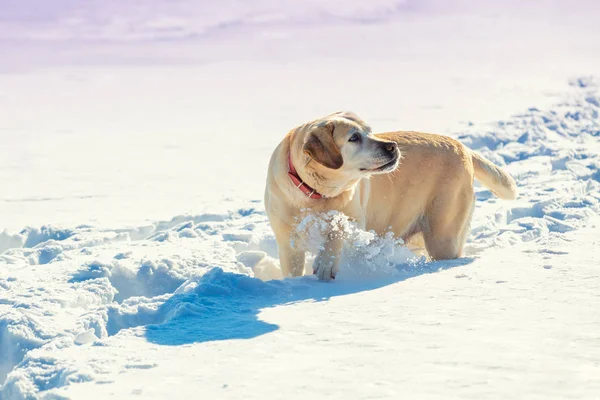 Labrador Retrívr Pes Procházky Venku Zimě Zasněžené Pole — Stock fotografie