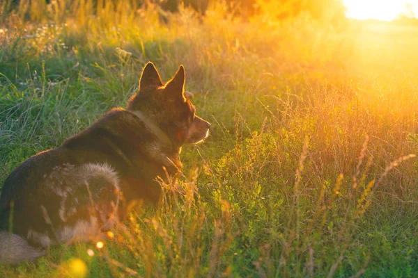 犬は畑の田舎で夕日を眺めます カメラに向かって草の上に座っている犬 — ストック写真