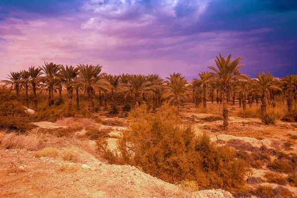 Egy Oázis Sivatagban Palm Grove Sivatagban Naplementekor — Stock Fotó