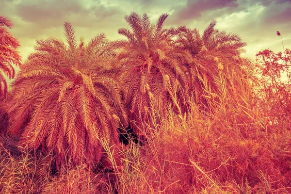 Oasis Desert Palm Grove Desert Sunset — Stock Photo, Image