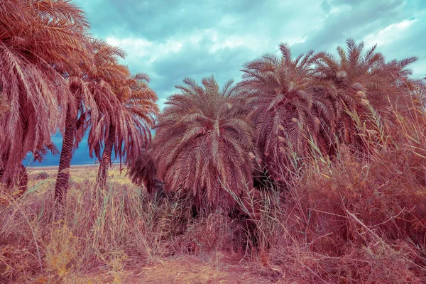 Oásis Deserto Palm Grove Costa Mar Morto Pôr Sol — Fotografia de Stock