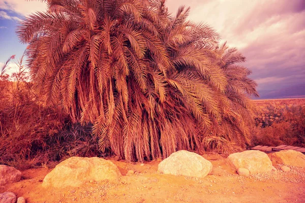 Palm Grove Sivatagban Naplementekor — Stock Fotó