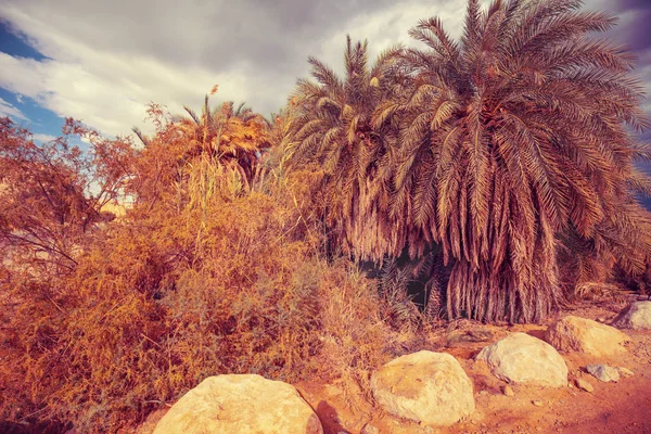 Oasis Desert Palm Grove Desert Sunset — Stock Photo, Image