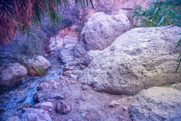 Oasis Desert Nahal David River Ein Gedi Nature Reserve Israel — Stock Photo, Image