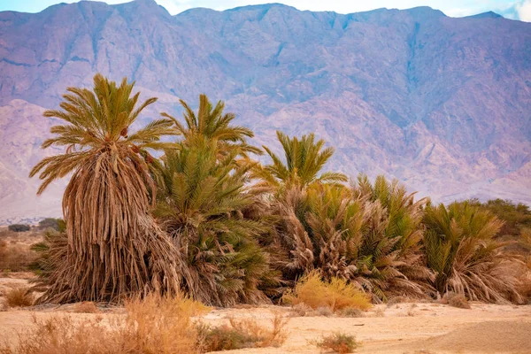 Oasis Desert Palm Grove Desert Sunset Date Palm Trees Background — Stock Photo, Image