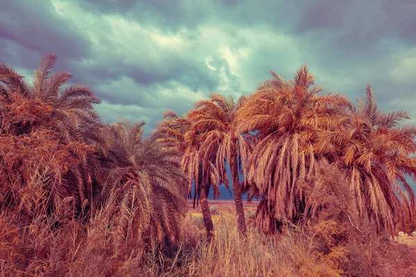 Oasis Desert Palm Grove Dead Sea Shore Sunset — Stock Photo, Image