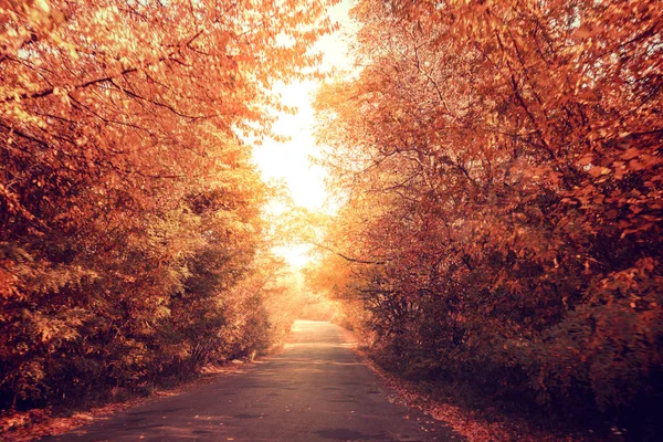 Αγροτικός Δρόμος Μια Ηλιόλουστη Μέρα Του Φθινοπώρου Φυσικό Τοπίο Δέντρα — Φωτογραφία Αρχείου
