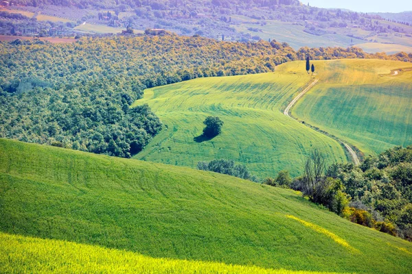 Pohled Shora Slunečných Polí Olivových Hájů Zvlněných Kopcích Toskánsku Itálie — Stock fotografie