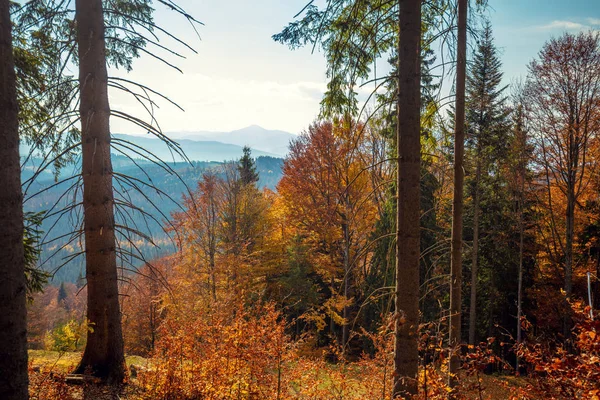Φθινόπωρο Στα Βουνά Δάσος Στα Βουνά Φθινόπωρο Όμορφο Φυσικό Τοπίο — Φωτογραφία Αρχείου