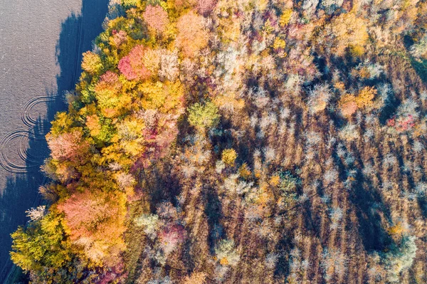 Сільський Осінній Пейзаж Дерева Різнокольоровими Листям Краю Оранжевого Поля — стокове фото