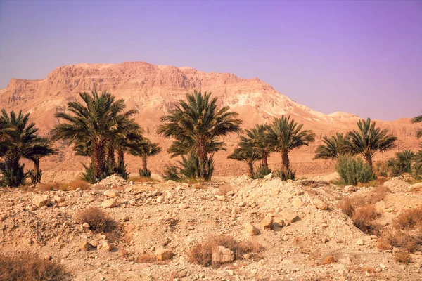 Oasis Desierto Fila Palmeras Crece Desierto Atardecer Silvestre — Foto de Stock