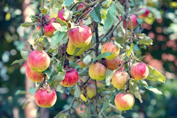 Red Ripe Apples Branch Garden Nature Background — Stock Photo, Image