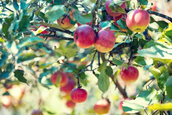 Red Ripe Apples Branch Garden Nature Background — Stock Photo, Image