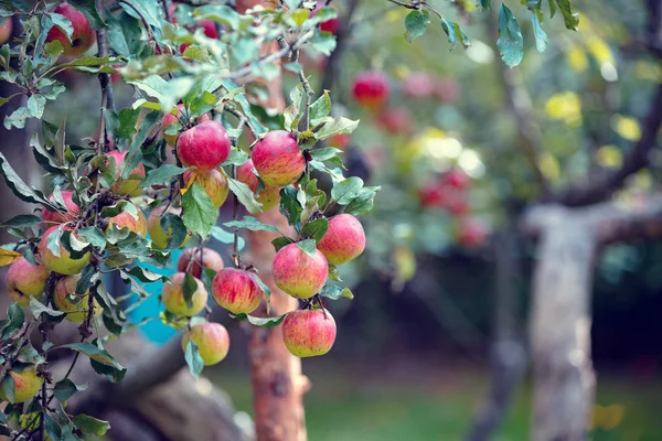 Rode Rijpe Appels Een Tak Tuin Natuur Achtergrond — Stockfoto