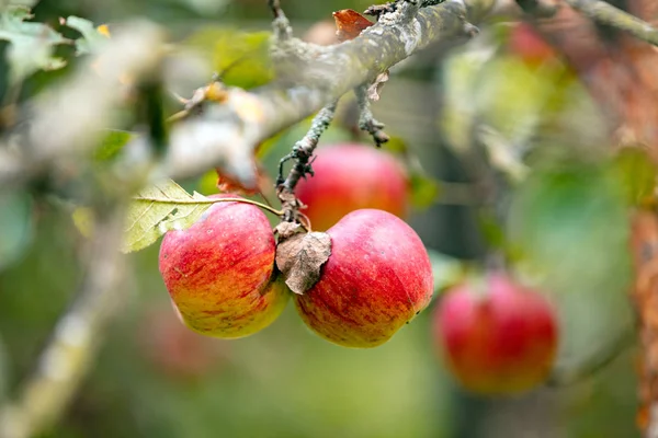 Red Ripe Apples Branch Garden Nature Background — Stock Photo, Image