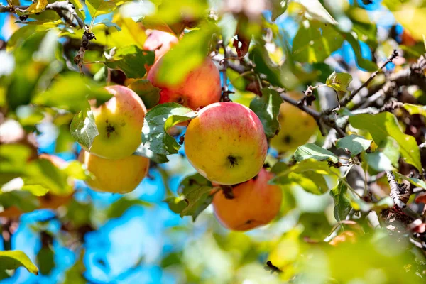 Red Ripe Apples Branch Garden Nature Background — Stock Photo, Image