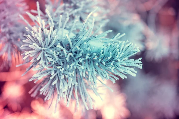 Pine Κλαδιά Καλυμμένα Παγετός Φύση Χειμώνα Φόντο Φύση Χειμώνα Χιονισμένο — Φωτογραφία Αρχείου