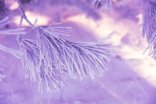 松树树枝覆盖着霜 自然冬季背景 冬季自然 下雪的森林 圣诞节背景 — 图库照片