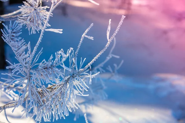 松树树枝覆盖着霜 自然冬季背景 冬季自然 下雪的森林 圣诞节背景 — 图库照片