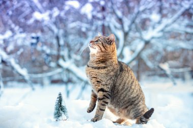 Bir kedi kışın karlı bir ormanda yürür.
