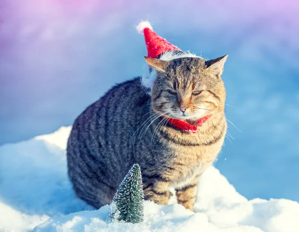 Portrait of a funny cat in a hat of Santa Claus outdoors in a snowy winter