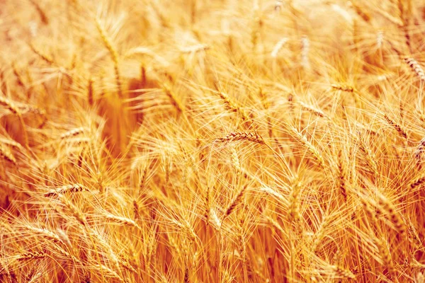 Золотое Пшеничное Поле Закате Красивая Природа — стоковое фото