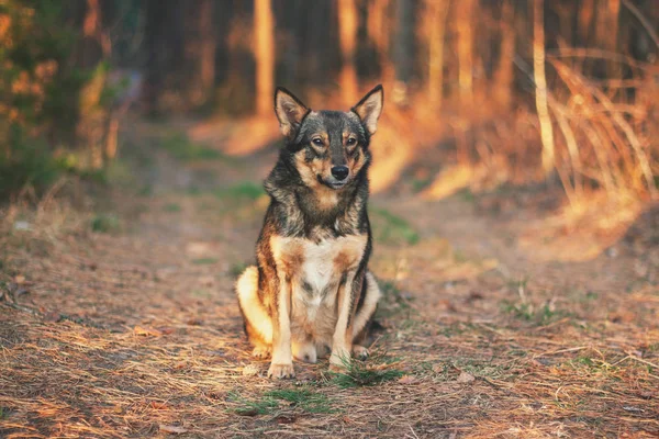 オオカミのハイブリッド犬は秋の森の中のクリアリングに座っている 屋外を歩く犬の肖像画 — ストック写真