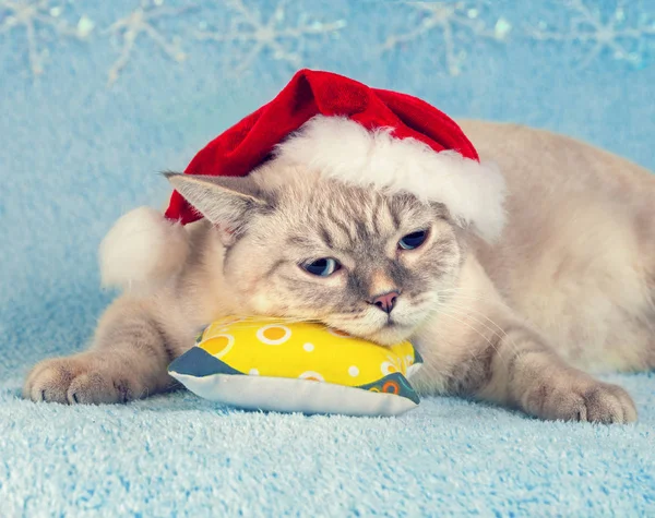 Klein Katje Met Een Kerstmuts Wit Kunstsneeuw — Stockfoto