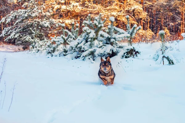 Farkas Hibrid Kutya Fut Mély Hóban Egy Fenyőerdőben Havas Télen — Stock Fotó