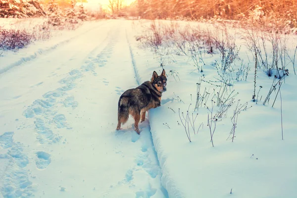 Wolf Hybrid Dog Walks Countryside Snowy Winter Dog Stays Outdoors — Stock Photo, Image