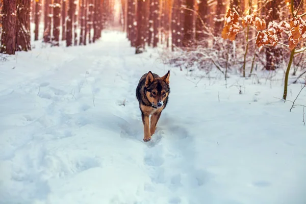 Wolf Hybrid Dog Walks Pinewood Snowy Winter Portrait Dog Runs — Stock Photo, Image
