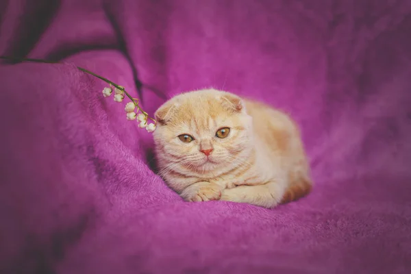 Cute Little Scottish Fold Red Kitten Lying Maroon Blanket — Stock Photo, Image