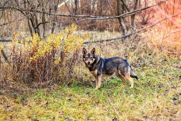 Wilczy Hybrydowy Pies Spaceruje Jesiennym Lesie Portret Psa Wychodzącego Zewnątrz — Zdjęcie stockowe