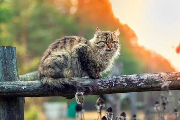Sibirische Katze Sitzt Auf Einem Holzzaun Langhaarkatze Sommer Draußen Auf — Stockfoto