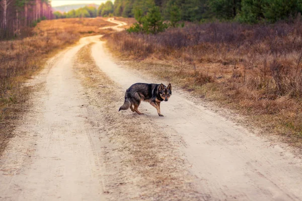 Wolf Hybrid Dog Walks Dirt Road Autumn Forest Portrait Dog — Stock Photo, Image