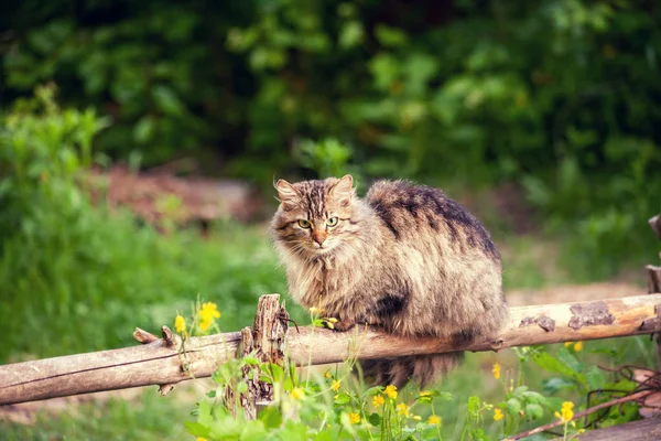 Gato Siberiano Sentado Una Cerca Madera Cabello Largo Gato Aire — Foto de Stock