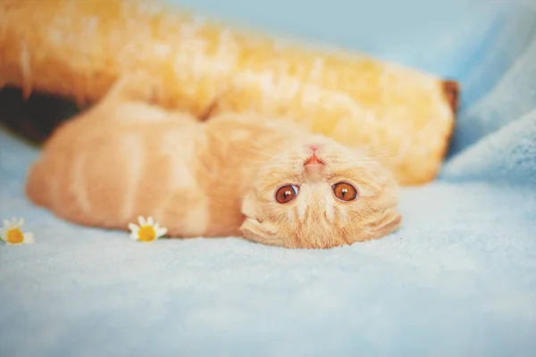 可愛い小さなスコットランドの赤い子猫が青い毛布の上に横たわっています 猫が後ろに横になって — ストック写真