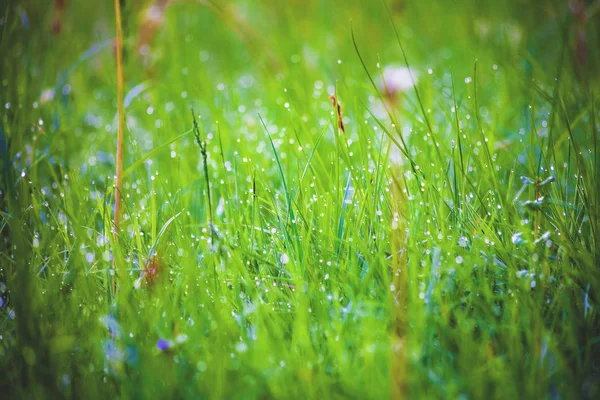 草の上の朝の露 自然を背景に草の質感 朝の緑の芝生 — ストック写真