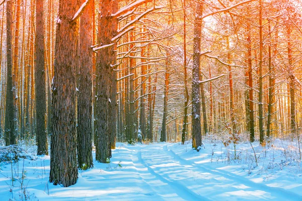 阳光灿烂的日子里 雪地的森林 松树被雪覆盖着 冬天的自然 大自然的冬季背景 圣诞节背景 — 图库照片