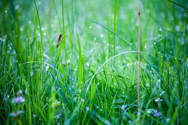 Rosée Matinale Sur Herbe Fond Naturel Texture Gazon Pelouse Verte — Photo