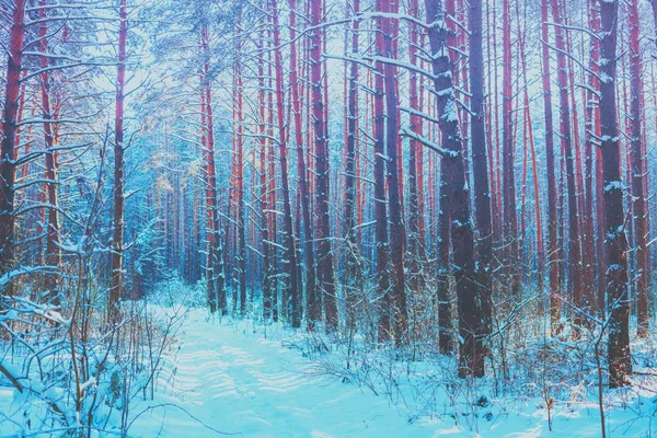 晴れた日には雪の森 雪に覆われた松の木 冬の自然 自然の冬の背景 クリスマスの背景 — ストック写真