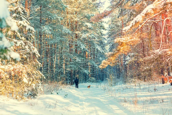 A human walks with a dog in the winter forest. Snowy forest. Pine trees covered with snow. Winter nature. Nature winter background. Christmas background