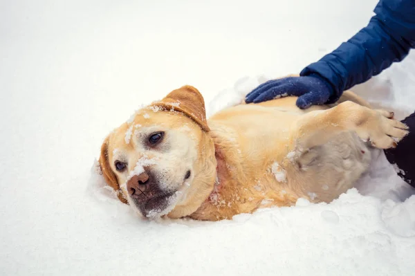Лабрадор Ретривер Собака Лежит Снегу Зимой Человек Гладит Собаку — стоковое фото
