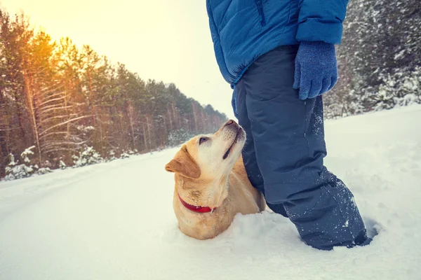 犬を持つ男ラブラドールレトリバー雪深い冬の森の中の清掃に深い雪の中に立っている — ストック写真